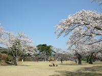 馬頭公園の桜