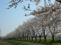 北向田の桜