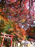 「照紅葉」鷲子山上神社
