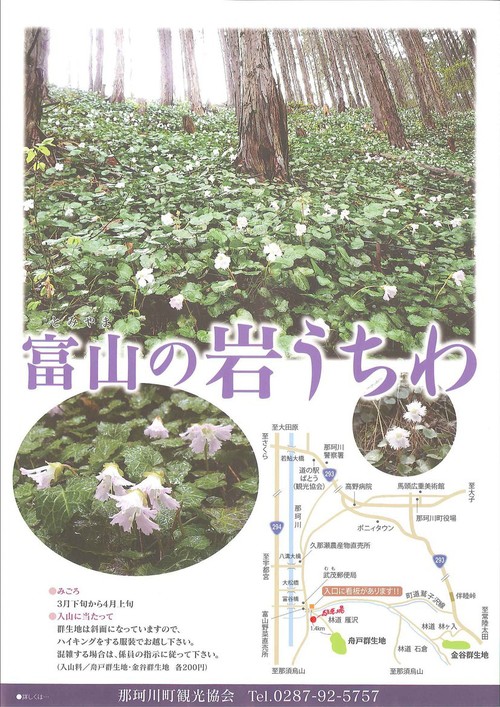 富山の岩うちわ