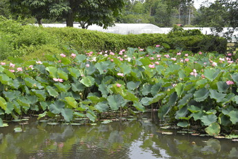 心鏡の池に反射するハスの花(ふるさとの森公園)