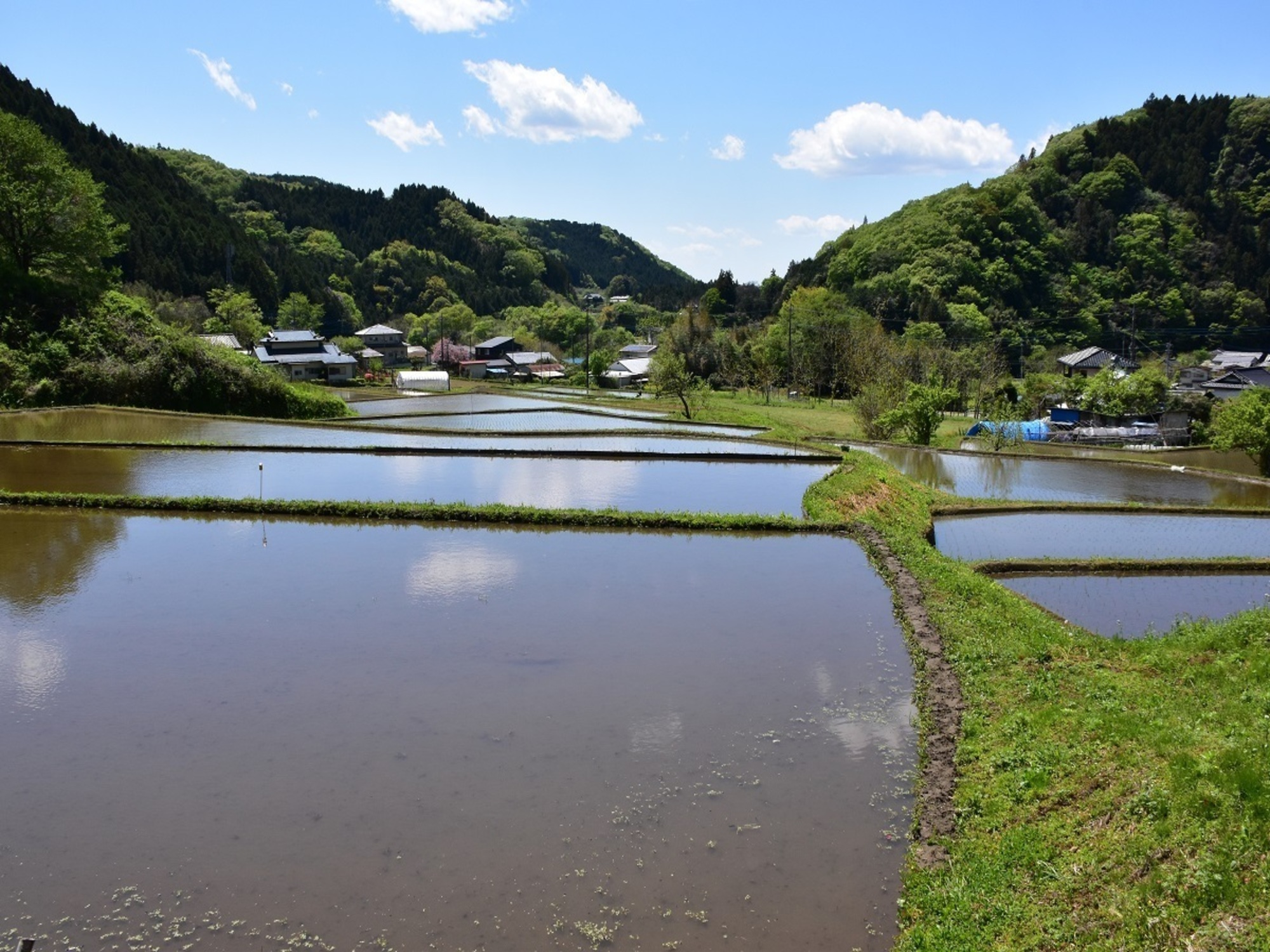 田んぼ風景