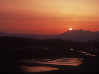 田園輝く夕景