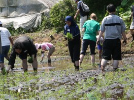 田植えをしている写真