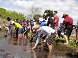 田植えが始まった写真