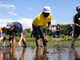 田植え中の写真