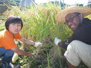 稲刈りをする外国人男性と男の子の写真