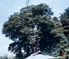 北向田のケヤキの写真