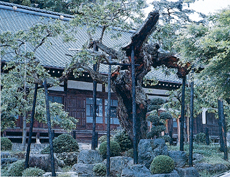 馬頭院の枝垂栗の写真