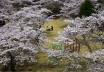 馬頭公園の桜の写真