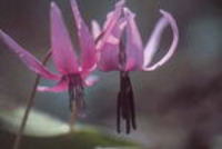 かたくりの花の写真