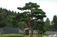 まつの木の写真