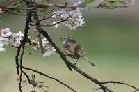うぐいす鳥の写真