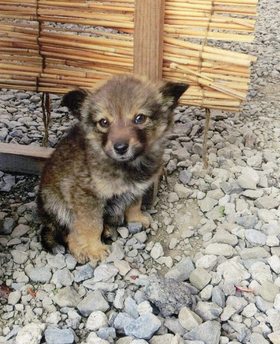 かわいい子犬の写真