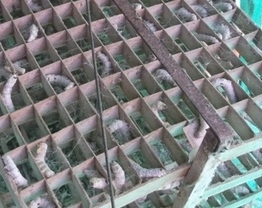 繭の外側についた毛羽の写真