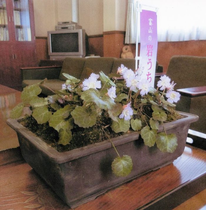 イワウチワの鉢植えの写真