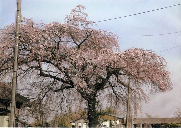 観音寺しだれ桜の写真