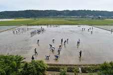 田植えをしている写真