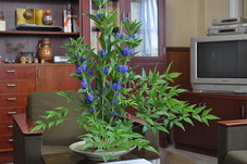 鮮やかな紫の花を咲かせるりんどうの写真