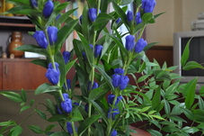 リンドウの花に近づいて撮られた写真