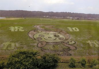 苗が伸びてきた田んぼアートの写真
