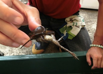 タガメに襲われたカエルの写真