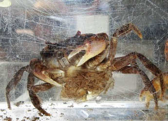 袋の中に子どもがたくさんいるサワガニの写真