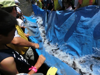 アユの放流をしている写真