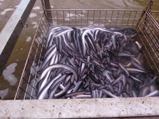 うなぎの昼寝の写真