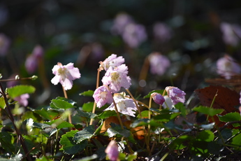 岩うちわの写真