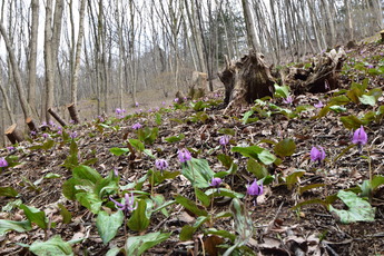 カタクリの写真