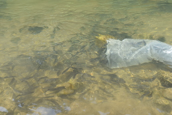 元気よく上流に向かい泳ぐアユの写真