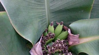 モンキーバナナの写真