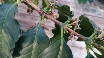 コーヒーの実が出来始めている写真