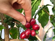 赤いコーヒーの実の写真