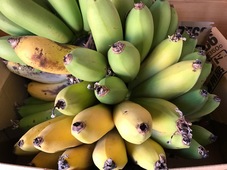 生育途中のバナナの写真