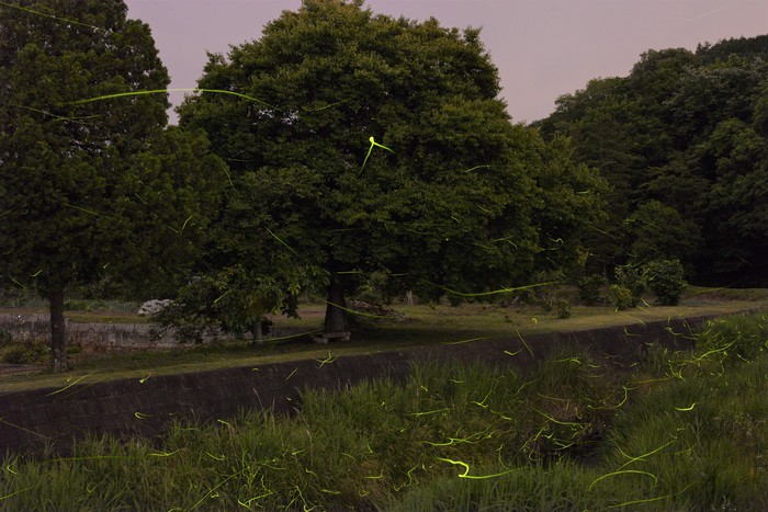 たくさんの蛍が飛んでいる写真 たくさんの蛍が飛んでいる写真