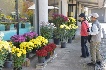 菊の花を見る来場者の写真