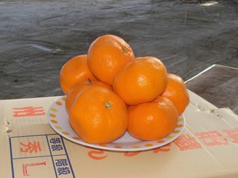 貯蔵ミカンの写真