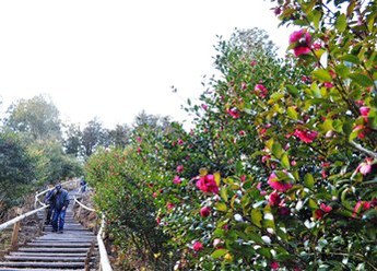 寒椿と遊歩道を歩く参拝客の写真