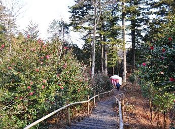 寒椿が植えられた遊歩道の写真