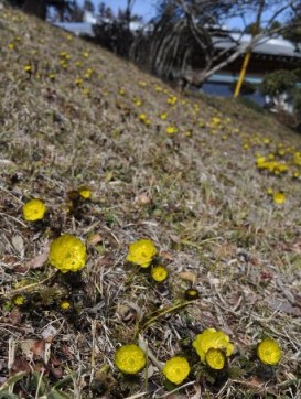 斜面に咲く福寿草の写真