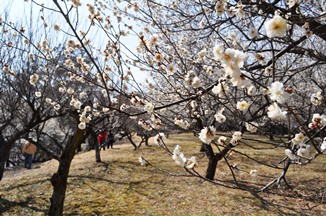 南平台の白い梅の花の写真