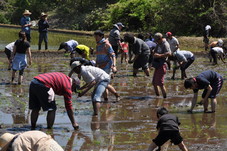 ホームステイウィークエンドで田植えをしている写真