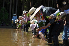 棚田オーナークラブで田植えをしている写真