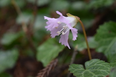 イワウチワの写真