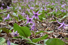 カタクリの写真