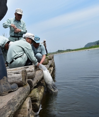 鮎の放流をしている写真1