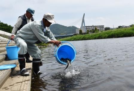 鮎の放流をしている写真2