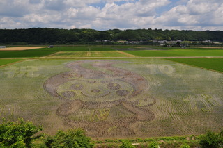 なかちゃんの田んぼアートの写真